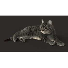 Cat (2) (Grey Tabby) (RIG) (FUR) 3D model